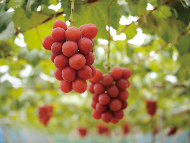 Những loại quả ngon miễn bàn nhưng giá cả chỉ có giời nhà giàu mới dám ăn ở Nhật Bản - Ảnh 3.