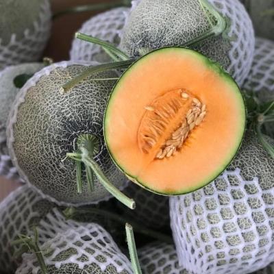 Dưa Lưới Bảo Khuê
