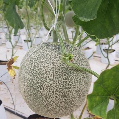 Dưa Lưới Bảo Khuê